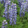 Lupinus Sericeus